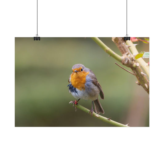 Rolled Poster – Colourful Robin Art Print