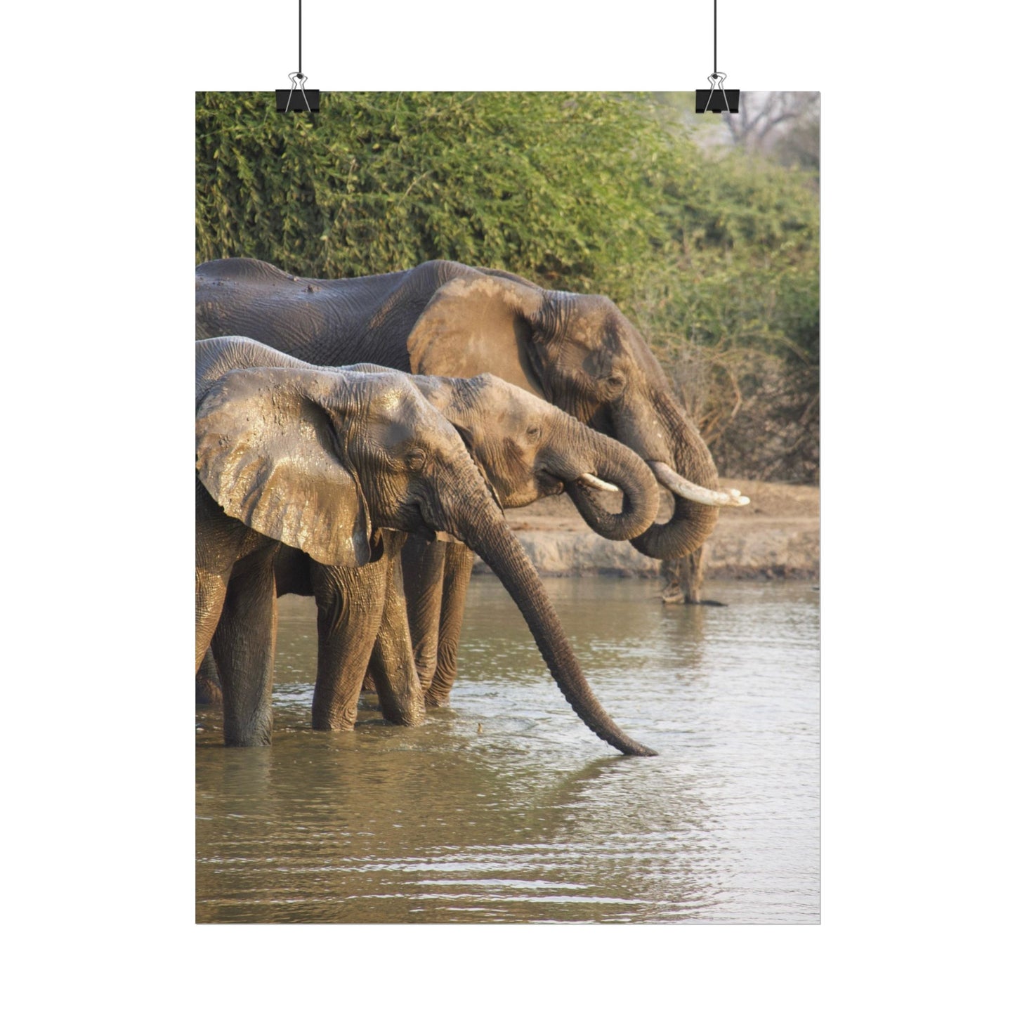 Elephant Herd Rolled Poster — Wildlife Photography Wall Art
