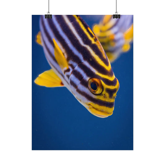 Tropical Sweetlips Fish Poster — Vibrant Marine Wall Art (Rolled Poster)