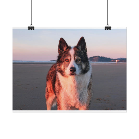 Beach Sunset Husky Poster — Rolled Dog Portrait Print