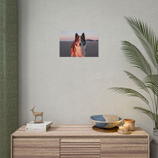 Husky at Sunset — Beach Poster