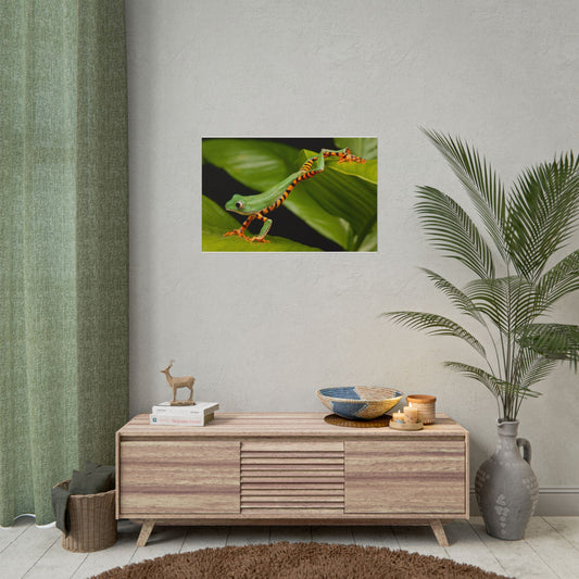 Tropical Tree Frog Poster — Vibrant Rainforest Wildlife Wall Art