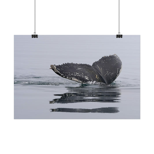 Whale Tail Photography Poster — Serene Humpback Ocean Wall Art